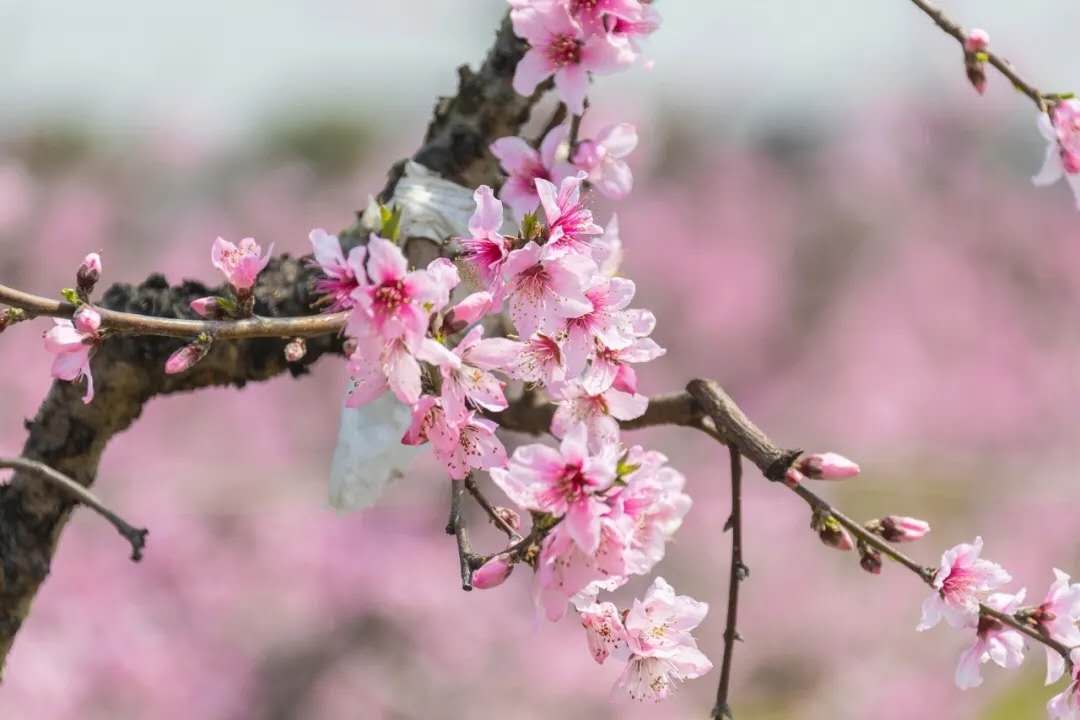 满树烂漫的烟粉色如梦似幻,柳山镇处处桃花开,十里桃林是画家画纸上